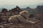 Some moments from our three-day trip to Mount #Khustup captured by @araakss on her film camera 😍

#mountains #mountainaddict #mountainsofarmenia #filmcamera #memories #mountkhustup #armgeo #armeniangeographic